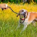 FLERDMAU Rope Pull Dog Toys for Tug of War and Teeth Cleaning